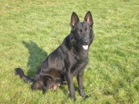 /album/fotogalerie-nasi-byvali-psi/a021-jpg/