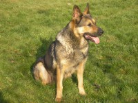 /album/fotogalerie-nasi-byvali-psi/a025-jpg/