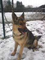 /album/fotogalerie-nasi-byvali-psi/dsc00822-jpg1/