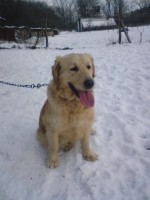 /album/fotogalerie-nasi-byvali-psi/dsc00885-jpg/