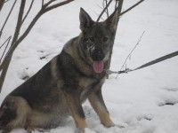 /album/fotogalerie-nasi-byvali-psi/a009-jpg/