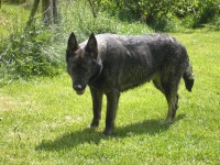 /album/fotogalerie-nasi-byvali-psi/a014-jpg/