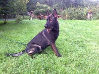 /album/fotogalerie-nasi-byvali-psi/a033-jpg1/