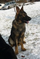 /album/fotogalerie-nasi-byvali-psi/p1150981-jpg/