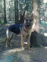 /album/fotogalerie-nasi-byvali-psi/a012-jpg3/