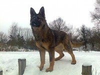 /album/fotogalerie-nasi-byvali-psi/a356-jpg/