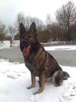 /album/fotogalerie-nasi-byvali-psi/a032-jpg/